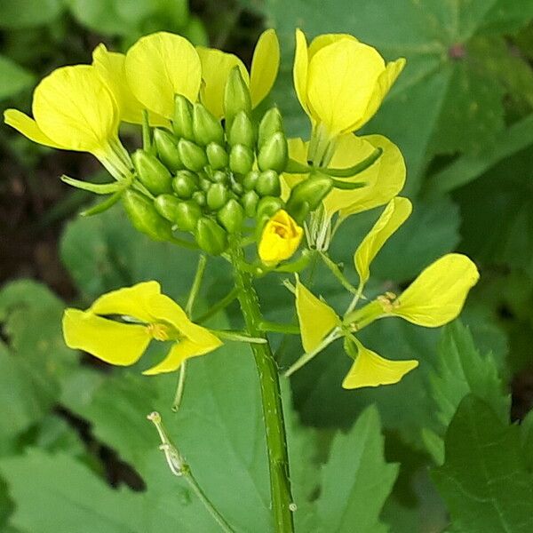 Sinapis alba Floare