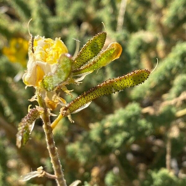 Adenocarpus viscosus Hedelmä