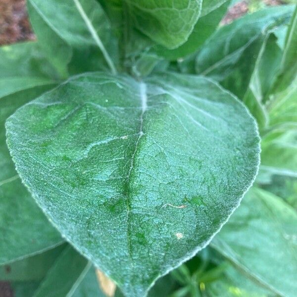 Verbascum densiflorum 葉