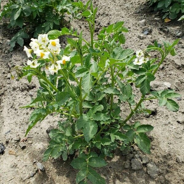 Solanum tuberosum Habitus