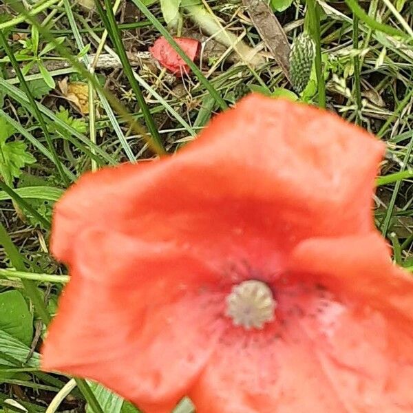 Papaver setiferum Flower