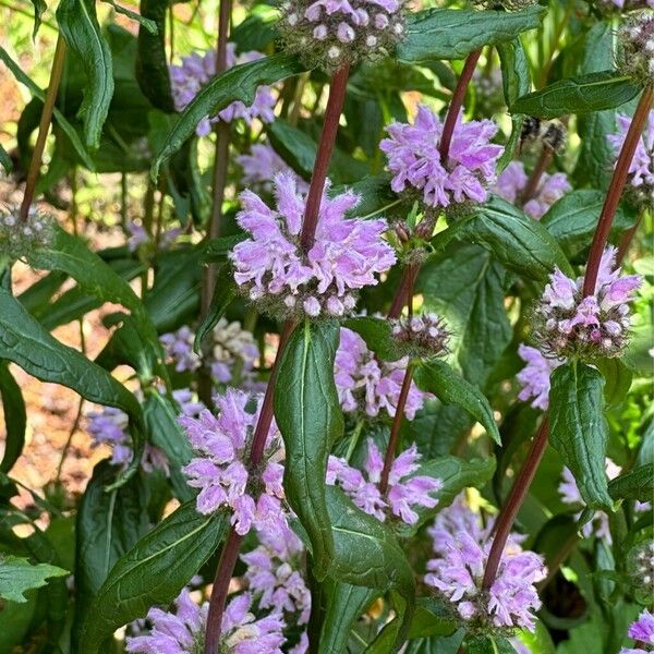 Phlomoides tuberosa Flower