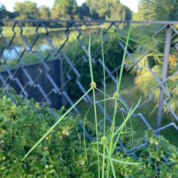 Cyperus brevifolius Blad