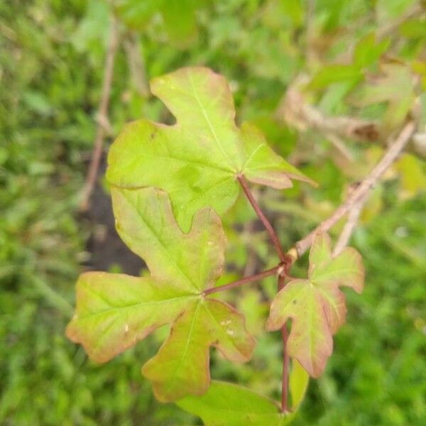 Acer campestre Foglia