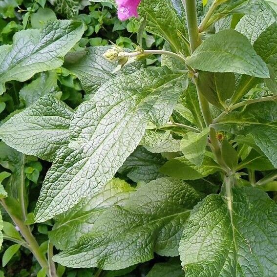 Digitalis thapsi Folla