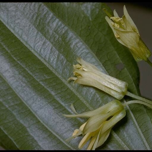 Prosartes smithii Прочее