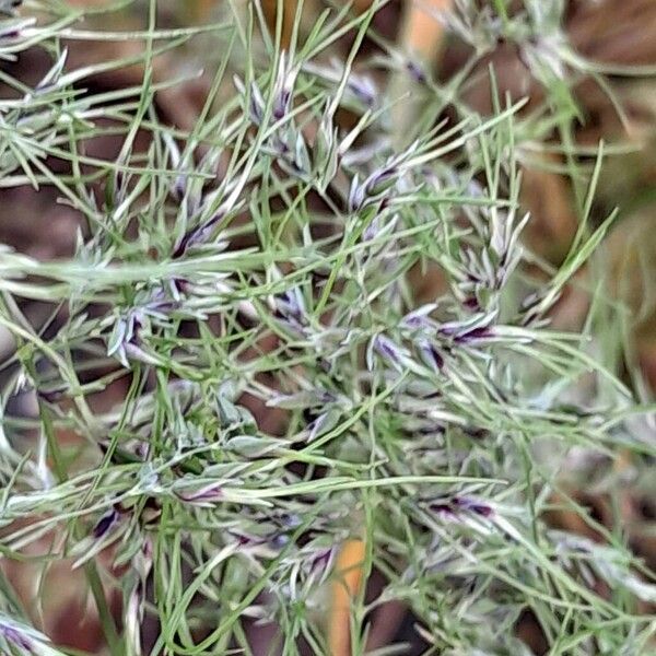 Poa bulbosa Floro