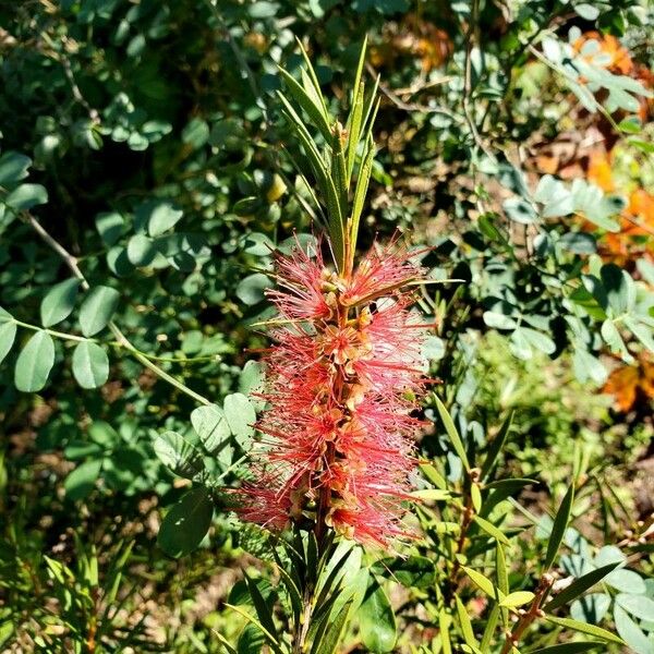 Melaleuca rugulosa 花