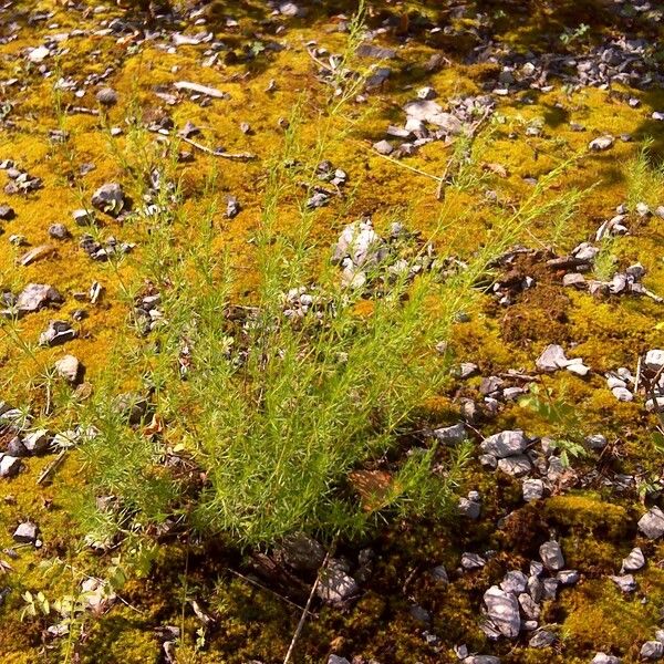 Thliphthisa purpurea Leaf