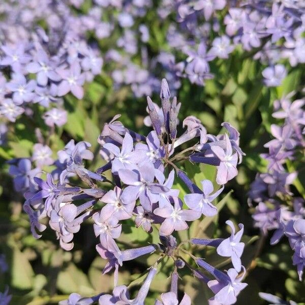 Amsonia tabernaemontana অভ্যাস