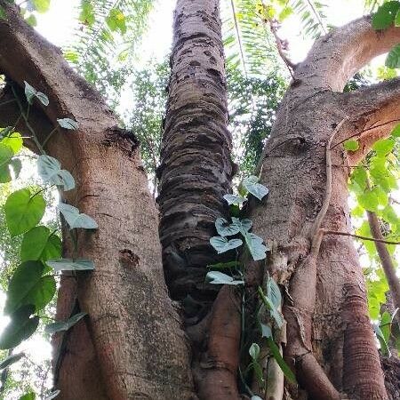 Ficus religiosa Tervik taim