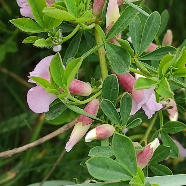 Chamaecytisus purpureus Leht