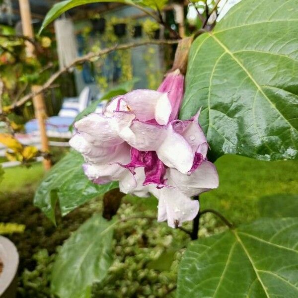 Datura metel 花