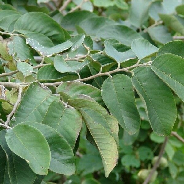 Annona reticulata Blatt