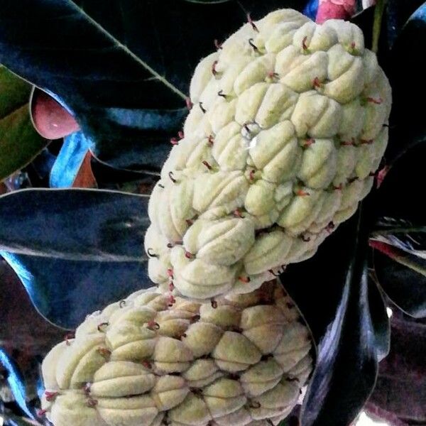 Magnolia grandiflora Frutto