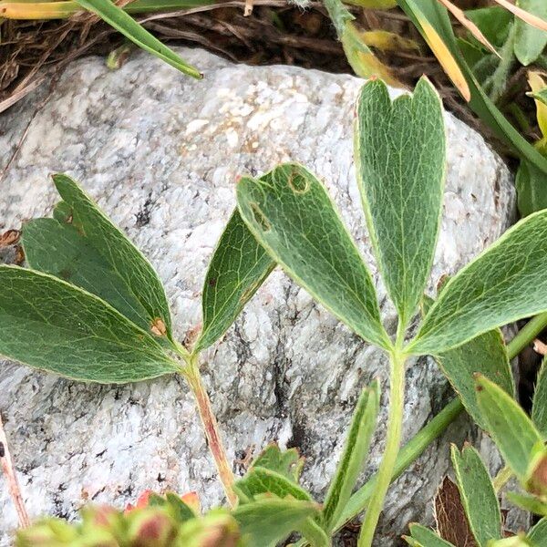 Sibbaldia procumbens Fulla