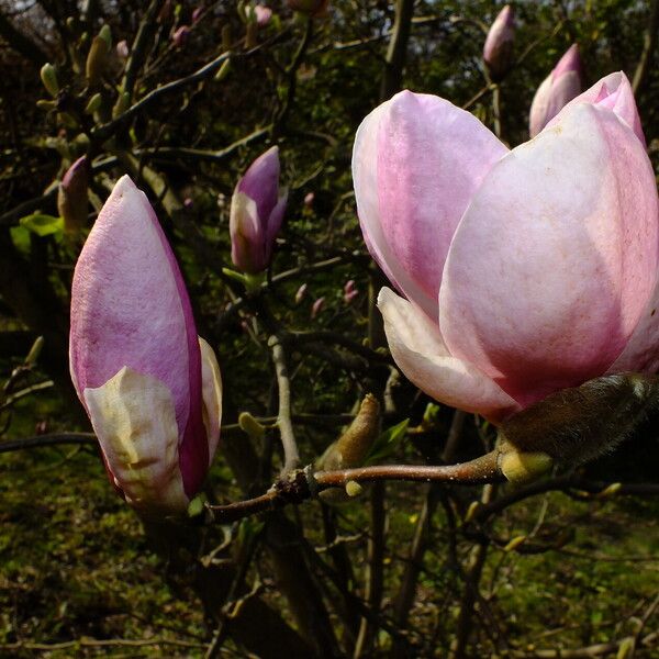 Magnolia × soulangeana Kvet