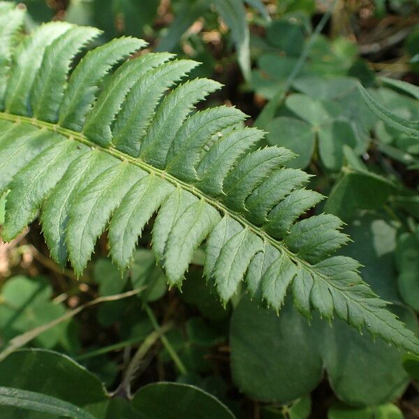 Polystichum lonchitis Leaf