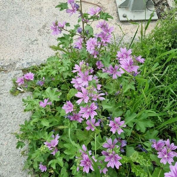 Malva sylvestris Fiore