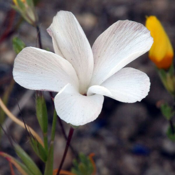 Linanthus dichotomus 花