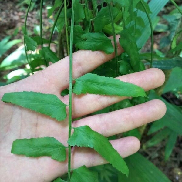 Asplenium salicifolium Frunză
