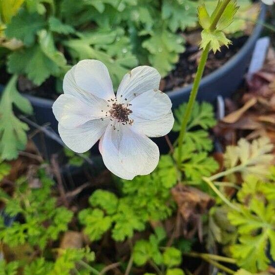 Anemone coronaria Floro