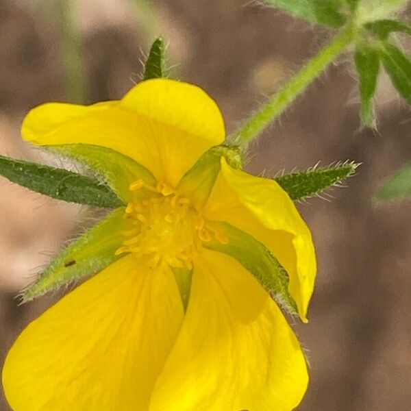 Potentilla pedata फूल