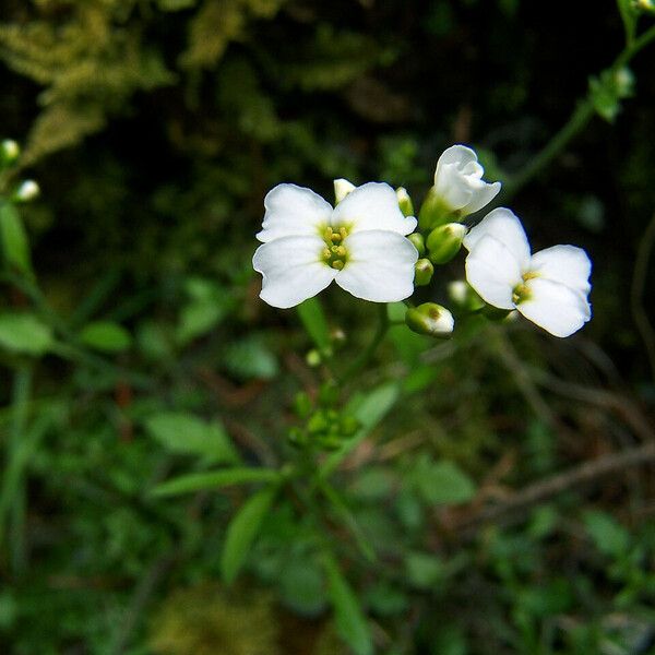 Arabis alpina Цветок