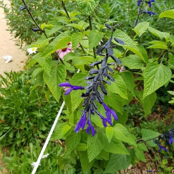 Salvia farinacea Blomma