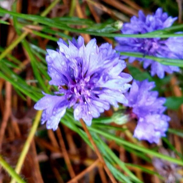 Centaurea cyanus Blomst