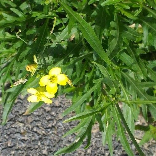 Diplotaxis tenuifolia 花