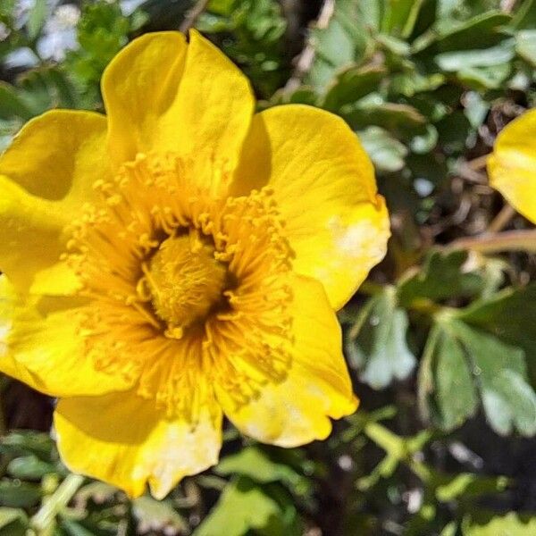 Geum reptans Floare