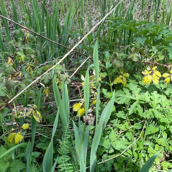 Iris pseudacorus Habitus