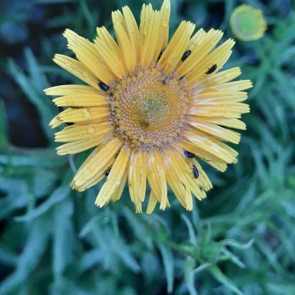 Buphthalmum salicifolium Blüte