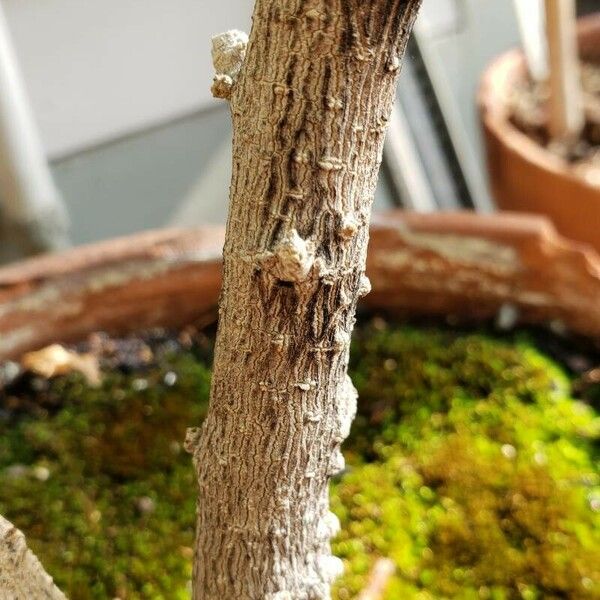 Cestrum elegans Azala