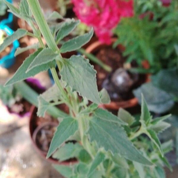 Agastache mexicana Blad