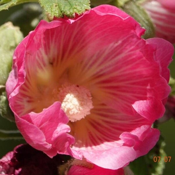 Alcea setosa Bloem