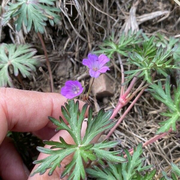 Geranium columbinum Kvet