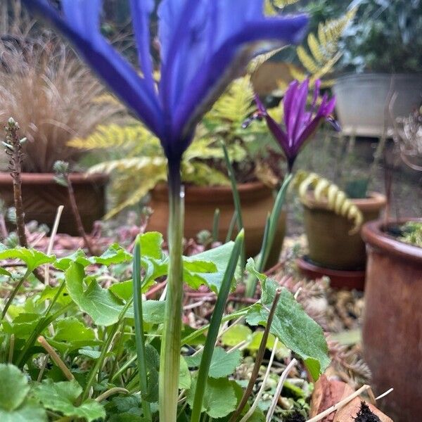 Iris reticulata 葉