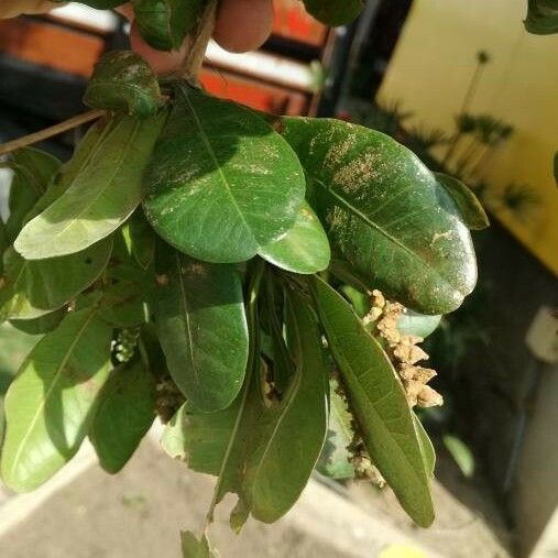 Bucida buceras Leaf