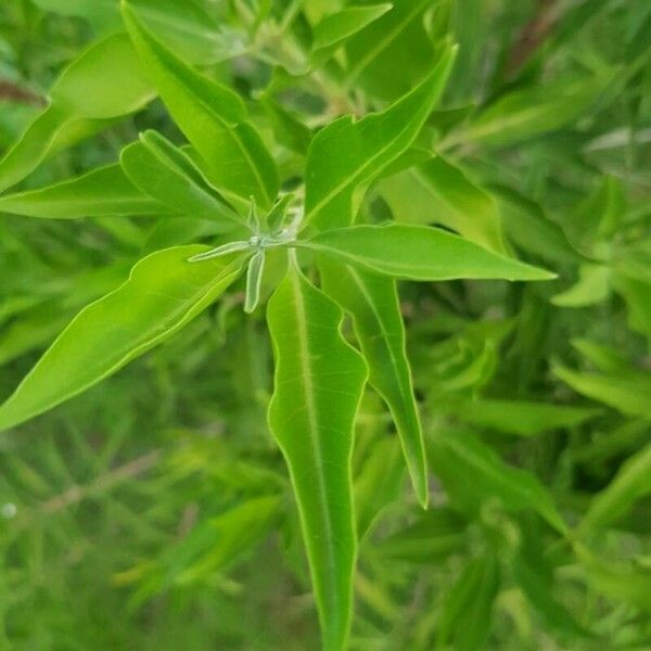 Volkameria heterophylla Leaf