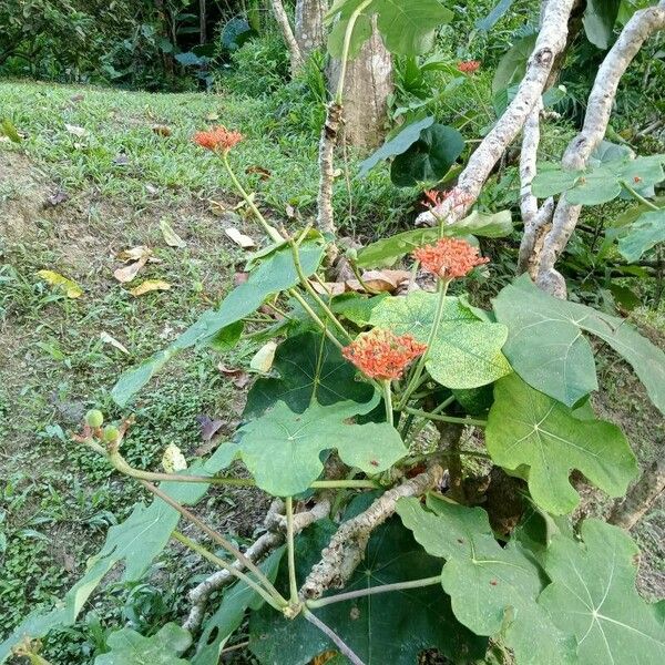 Jatropha podagrica Hábito