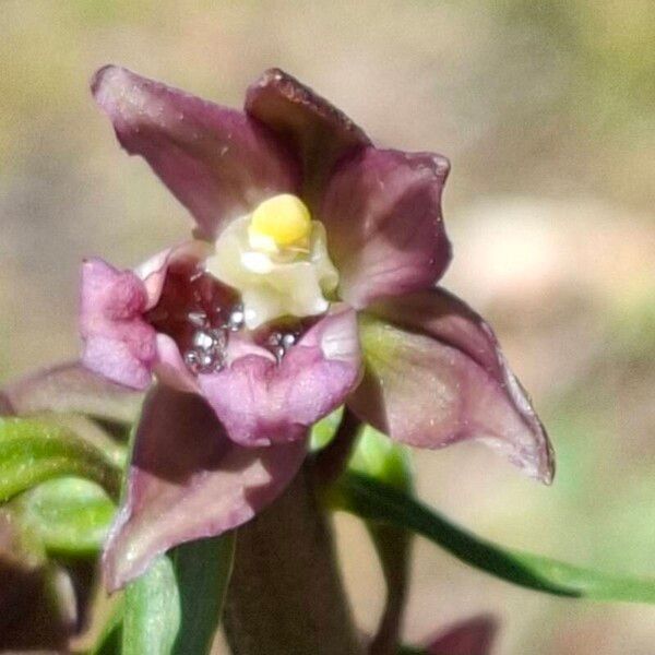 Epipactis helleborine फूल