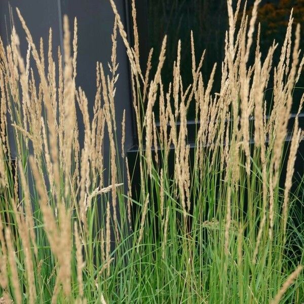 Calamagrostis epigejos Lehti