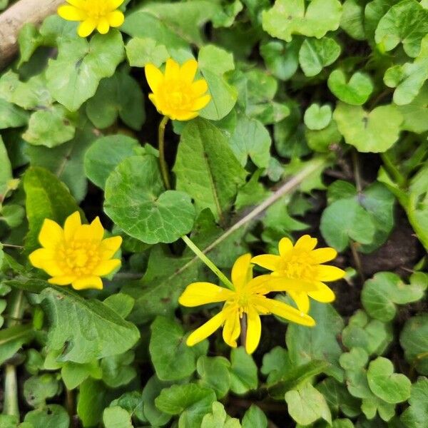 Ranunculus ficaria Flower