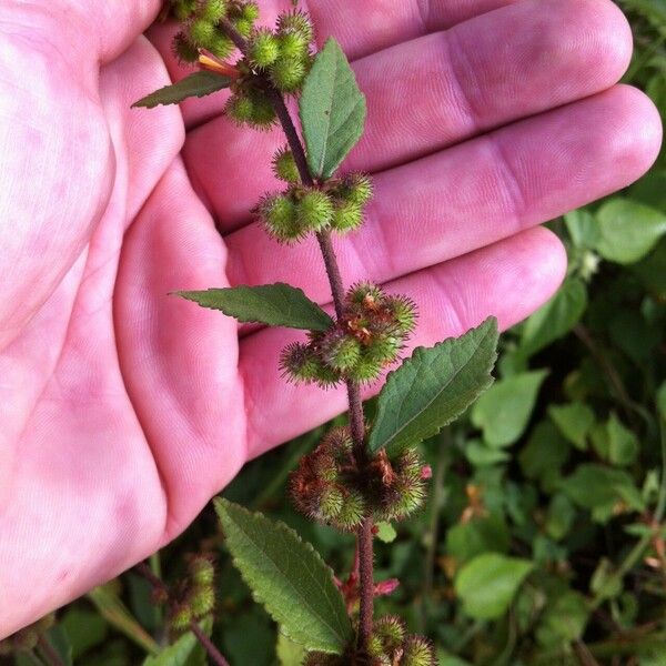 Triumfetta rhomboidea Frucht