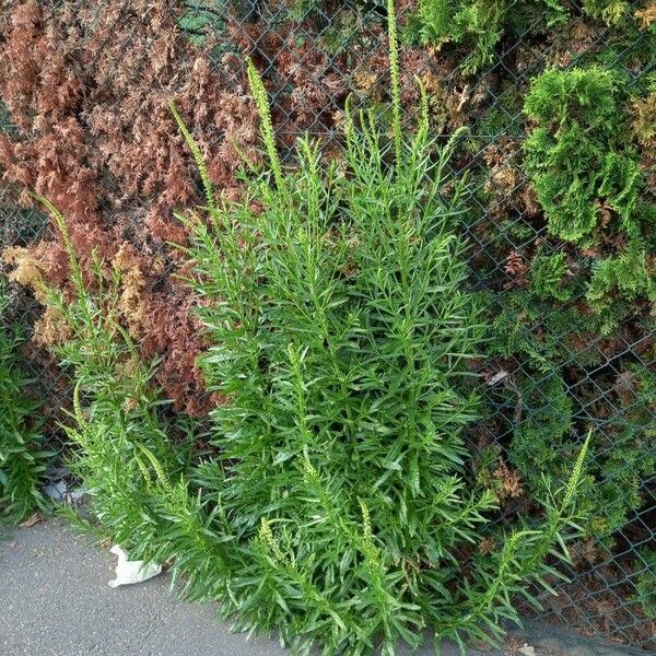 Reseda luteola Habitus