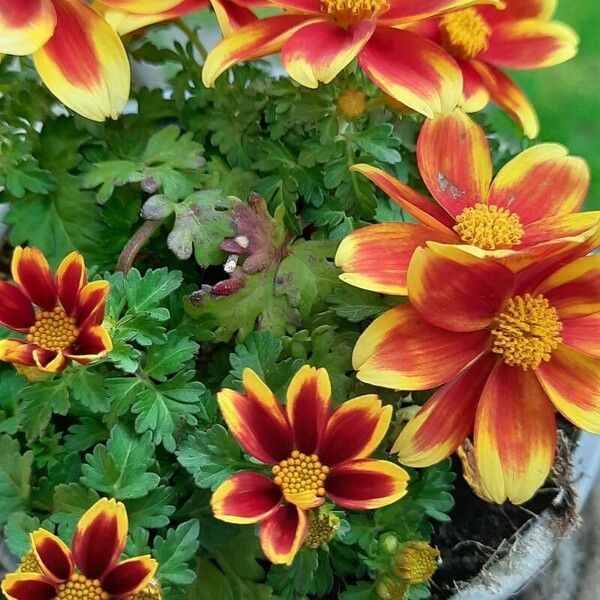 Bidens triplinervia Flor