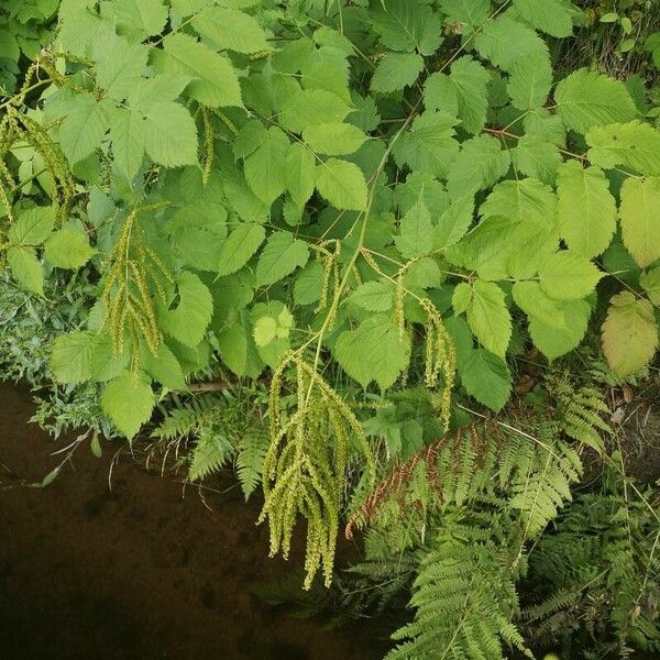 Aruncus dioicus Fruto