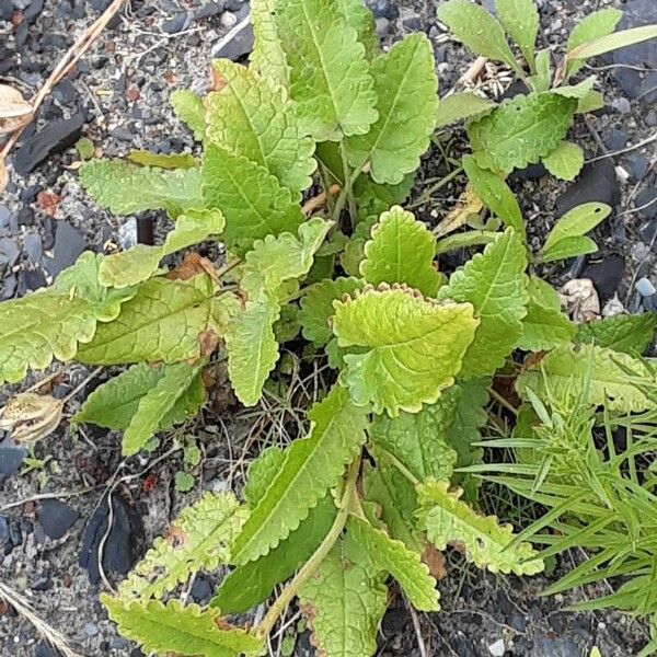 Betonica officinalis Vekstform